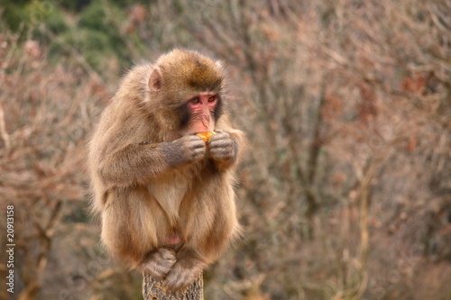 singe aui mange une orange © rudiuk