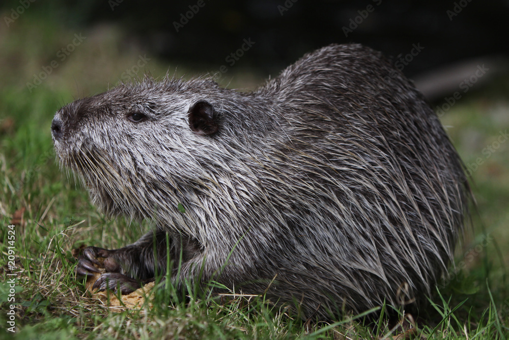 Nutria Nutria