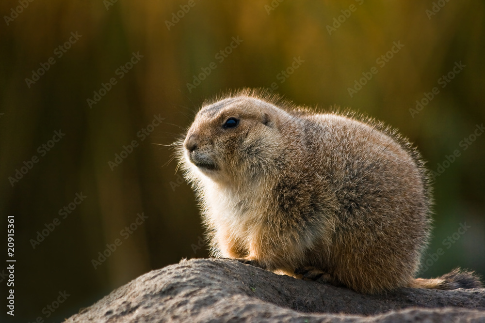 Fototapeta premium Prairie dog in winterfur with autumn background