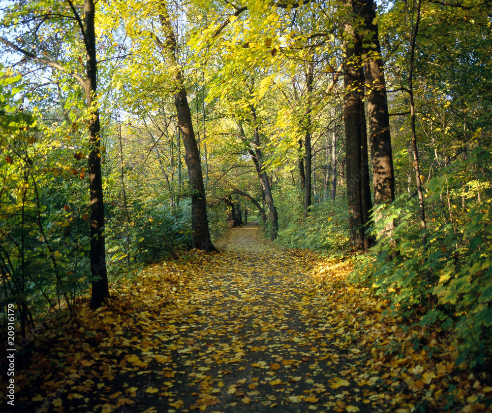 Obraz premium Auwald_211374