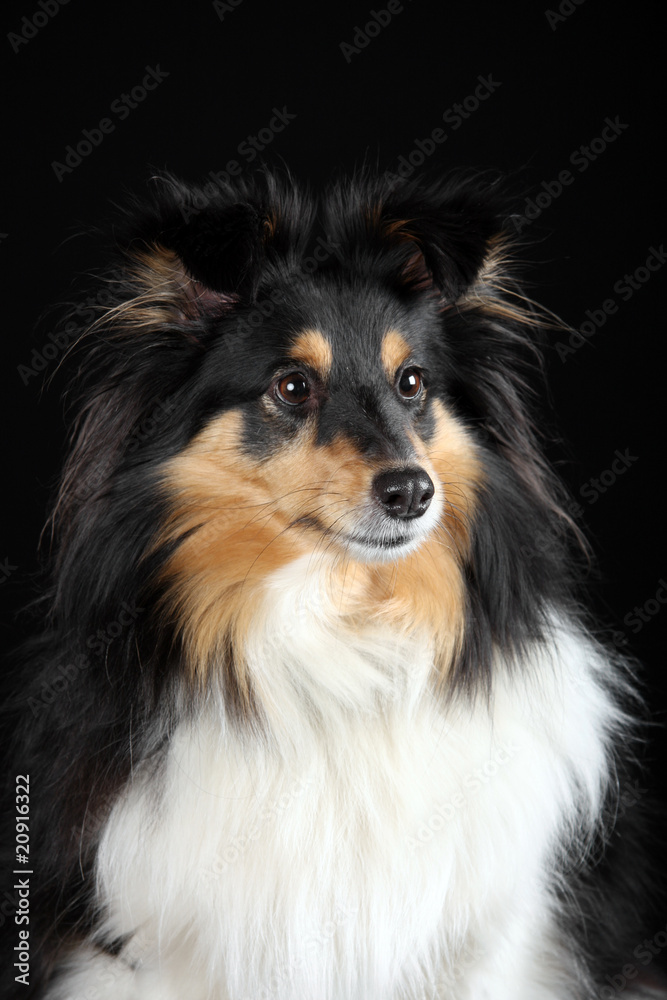 Sheltie Shetland Sheepdog