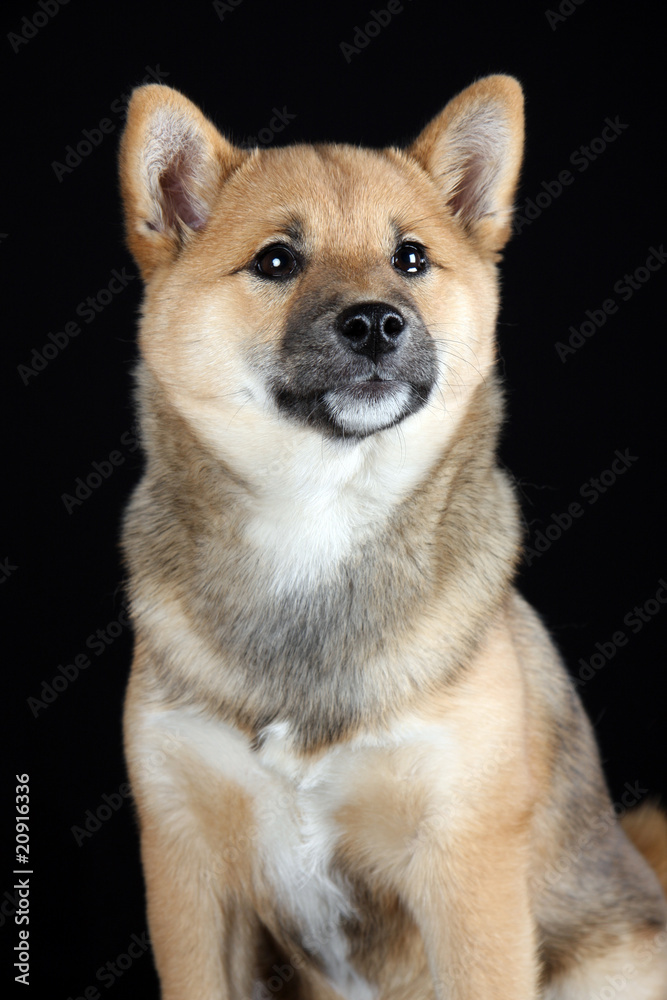 Shiba Inu Shiba Inu
