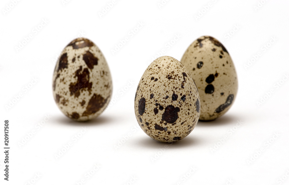 quail eggs quail eggs