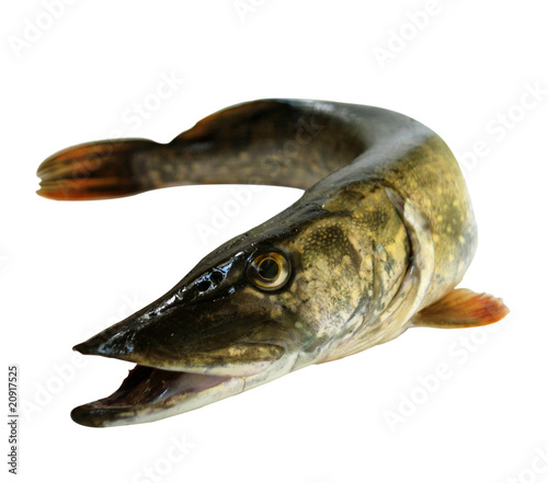 Pike Esox lucius