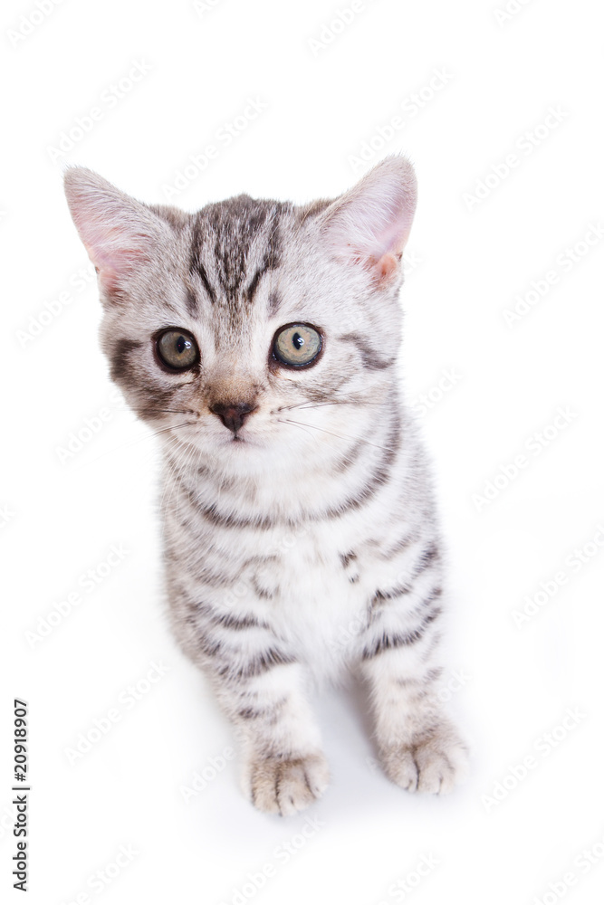 British kitten on white background