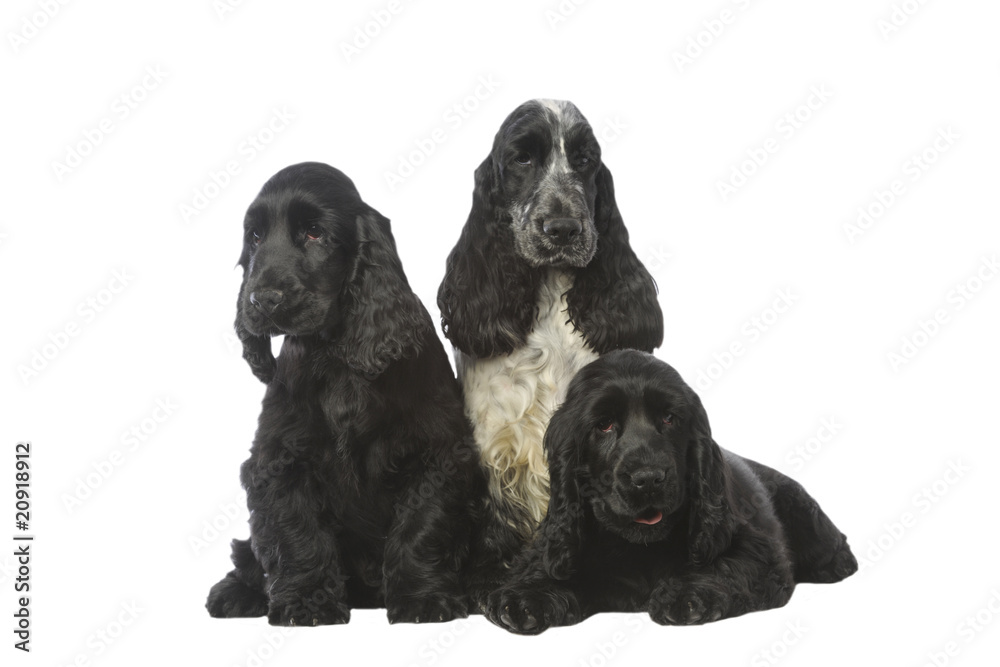 trois cockers pour un portrait de famille trois cockers pour un portrait de famille