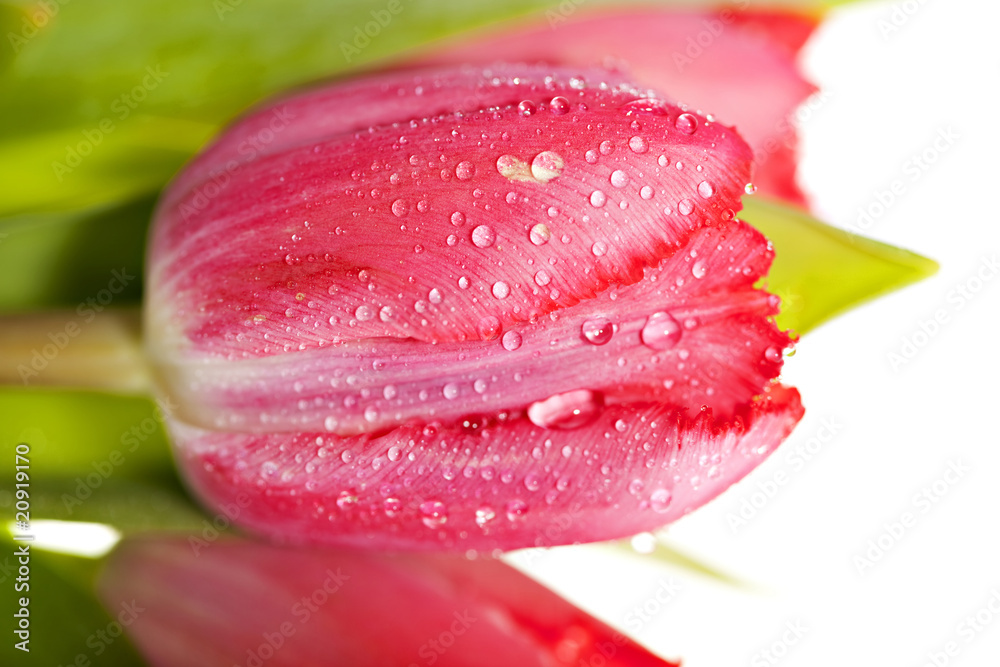 tulip with raindrops tulip with raindrops