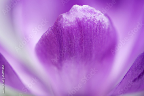 Violet crocus closeup