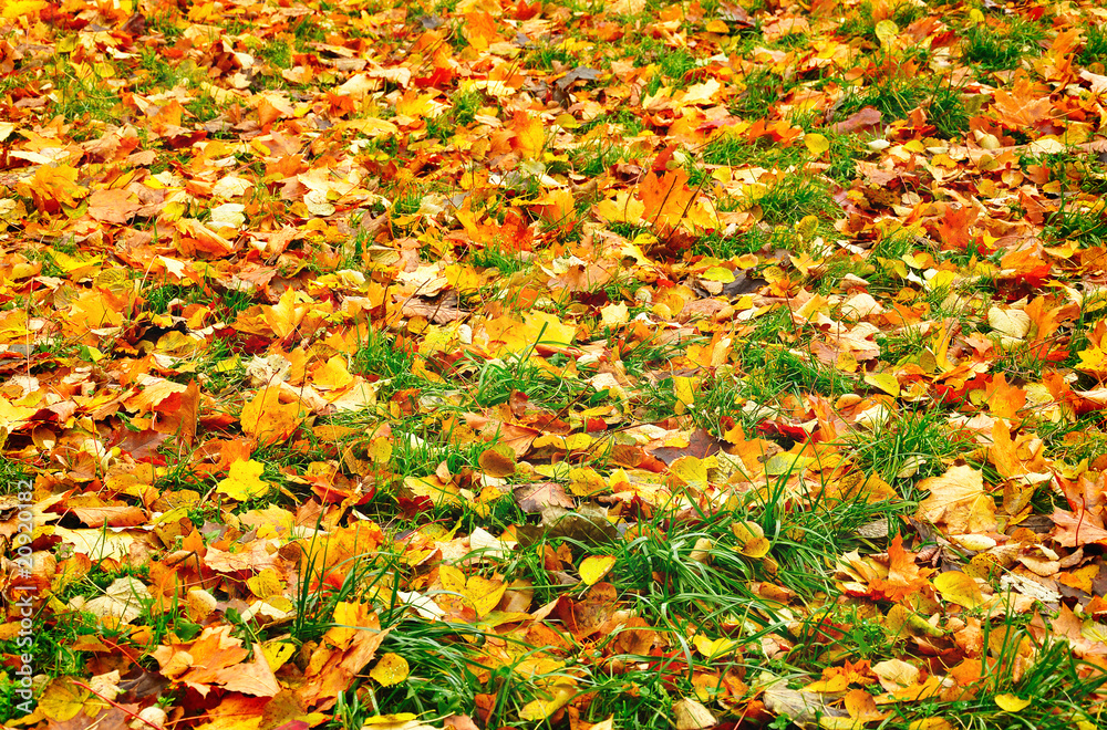 Autumn Leaves Autumn Leaves