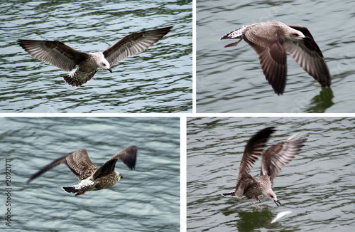 Gaviota pescando. photo