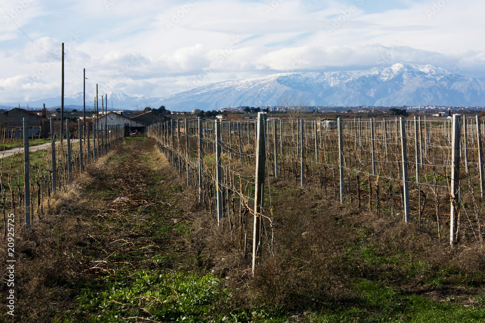 Vineyards and mountains