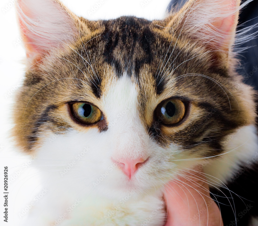 Cat So Sad Cat So Sad