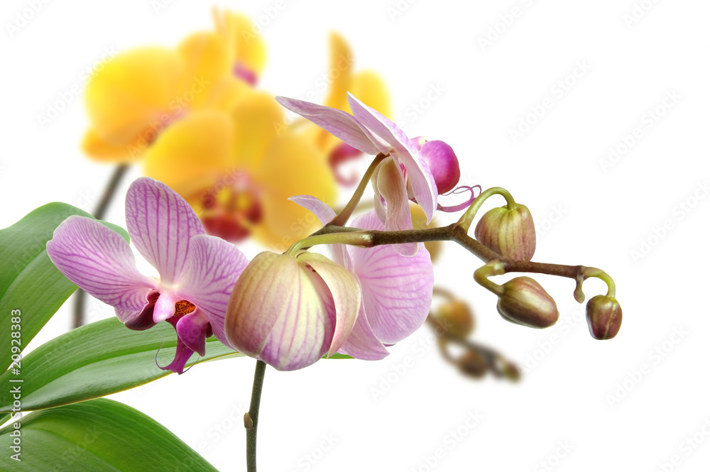 Orchideen 42 Orchideen 42