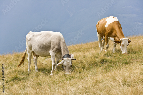 Vacche al pascolo