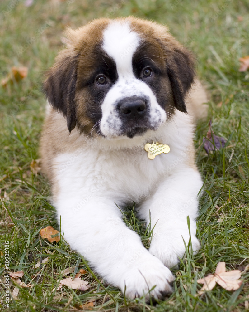 St Bernard puppy