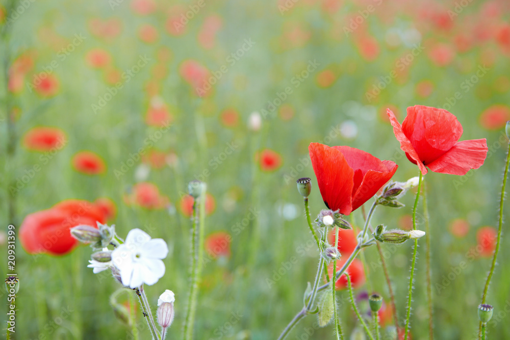 Fototapeta premium red poppies on field