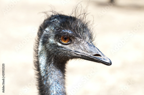Emu's head profile