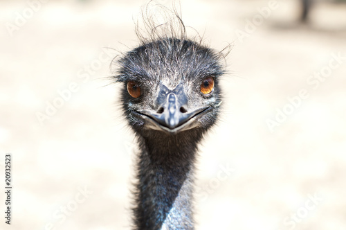 Emu's face