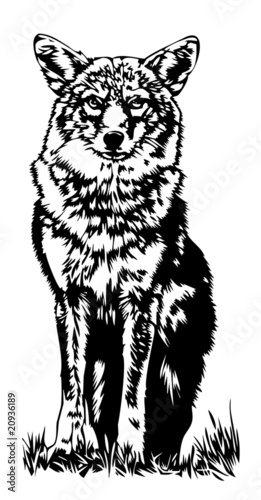 wolf