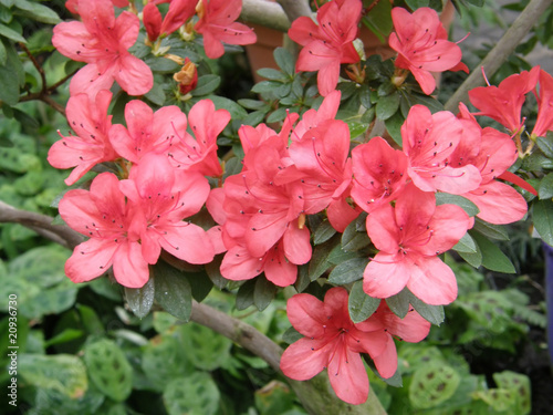 Wallpaper Mural flower of an azalea. Rhododendron Torontodigital.ca