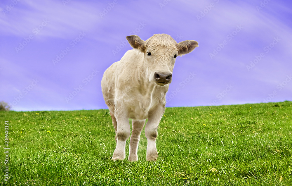 Obraz premium Calf In A Green Meadow with Blue Sky.