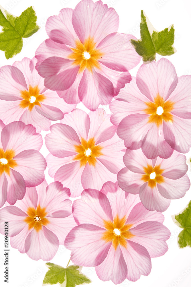 primula flowers with green leaves primula flowers with green leaves