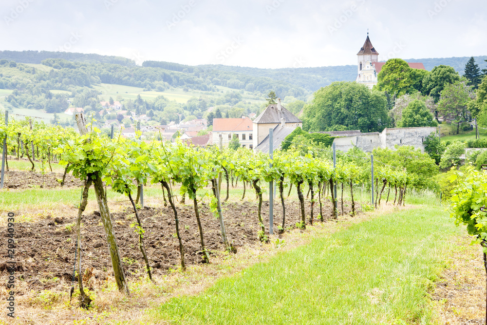 vineyard at Falkenstein, Lower Austria, Austria