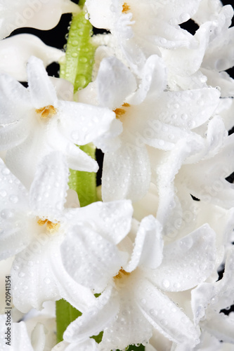 white pearl hyacinth.