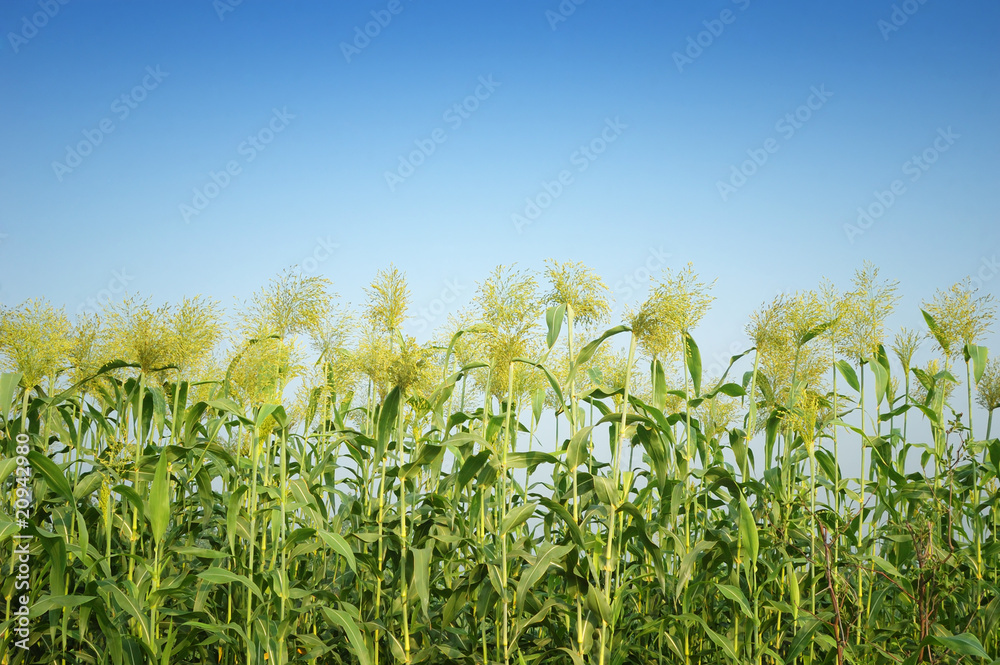 Obraz premium Sorghum in summer