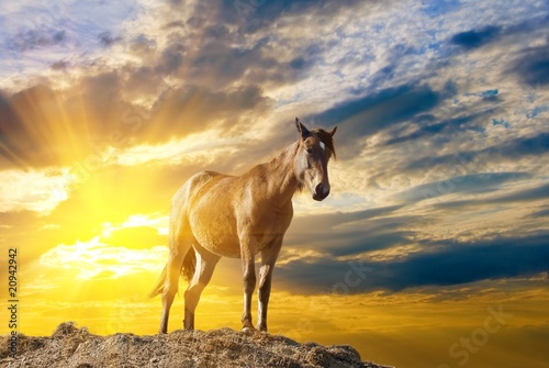 beautiful horse in a rays of sun © Yuriy Kulik