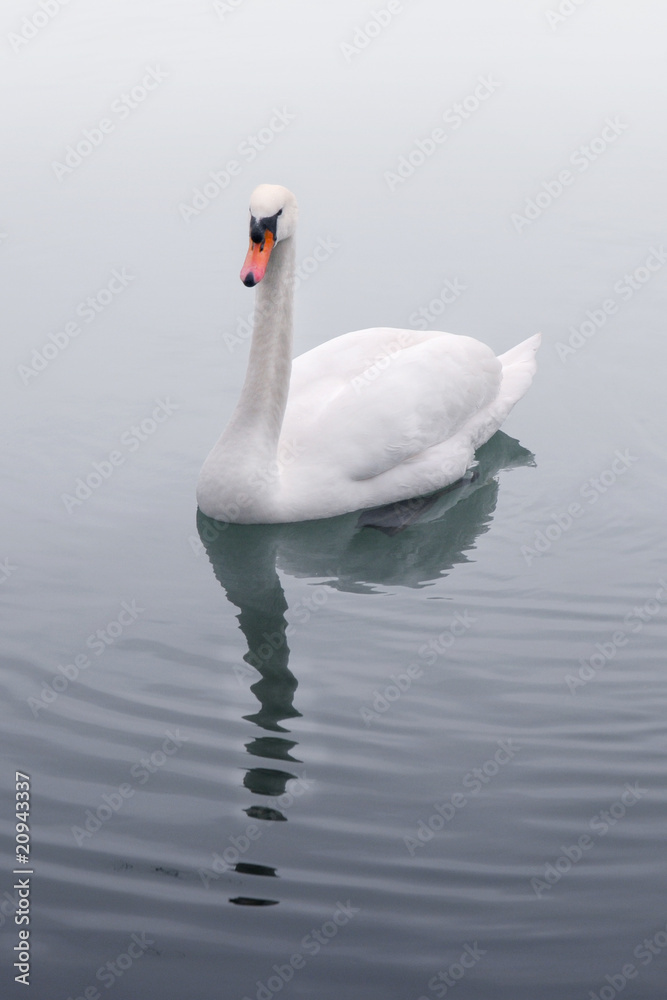 Cygne Cygne