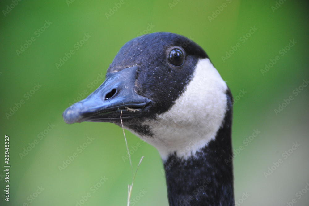 Close-up Of Canadian Goose Close-up Of Canadian Goose