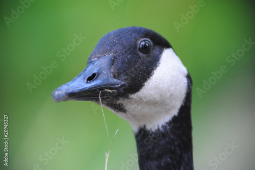 Close-up Of Canadian Goose