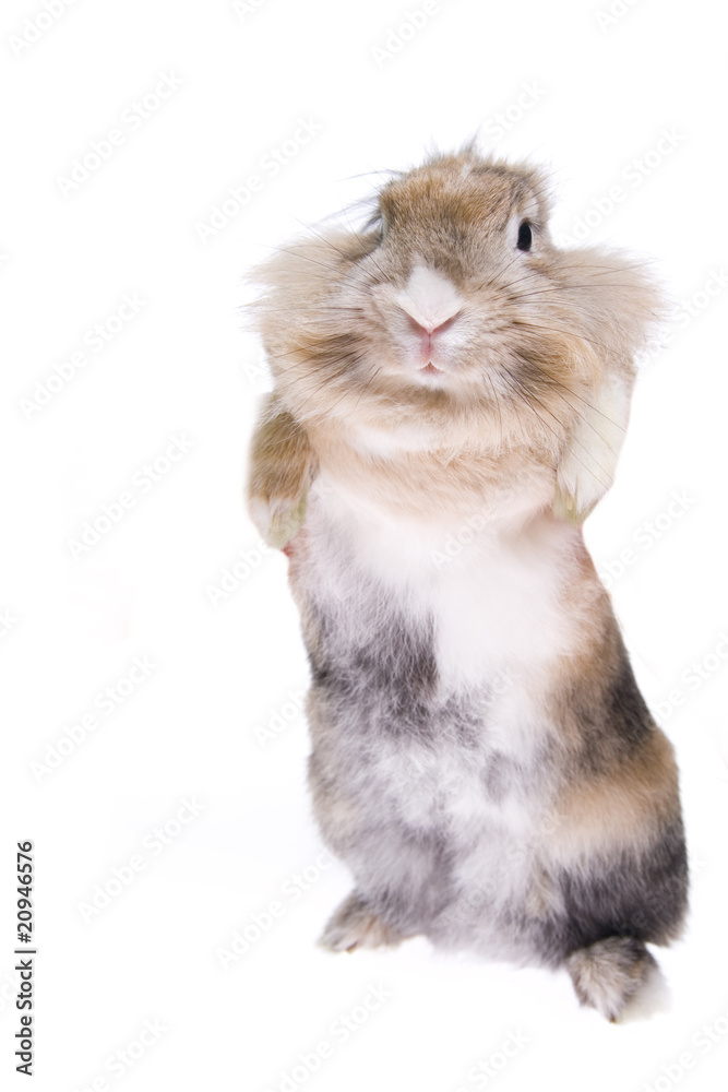 rabbit isolated on white background rabbit isolated on white background