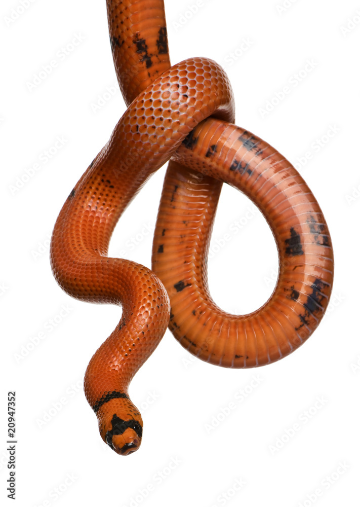 Naklejka premium Honduran milk snake, Lampropeltis triangulum hondurensis, hangin