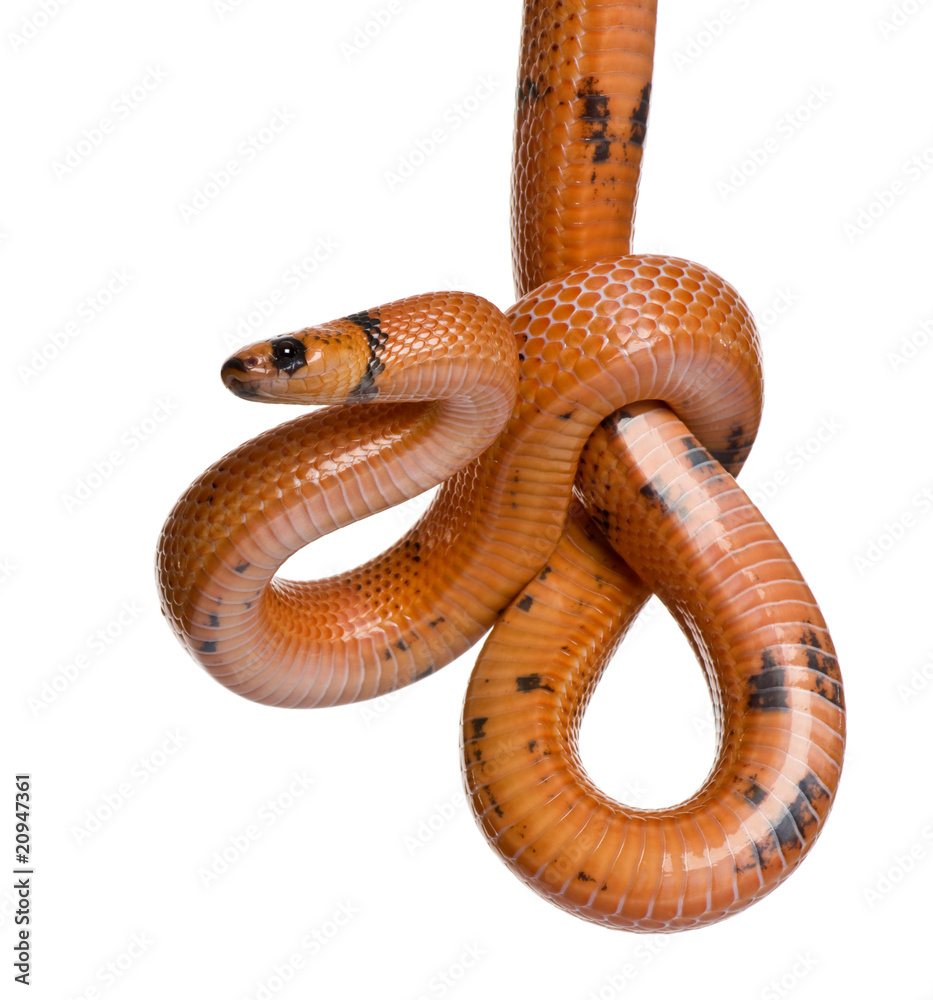 Honduran milk snake, Lampropeltis triangulum hondurensis, hangin Honduran milk snake, Lampropeltis triangulum hondurensis, hangin