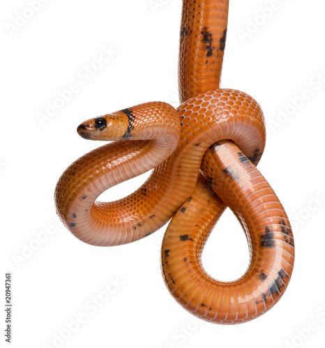 Honduran milk snake, Lampropeltis triangulum hondurensis, hangin photo
