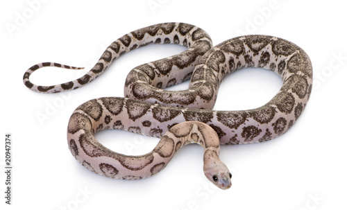 High angle view of Scaleless corn snake or red rat snake