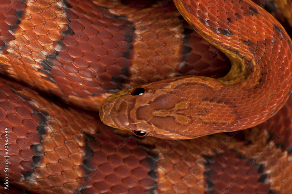 Fototapeta premium High angle view of corn snake or red rat snake