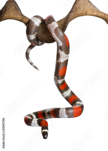 Pueblan milk snake or Campbell's milk snake hanging