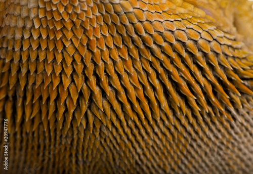 Close-up of scales on Lawson's dragon, Pogona henrylawsoni