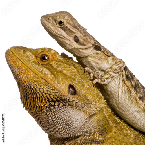 Side view of two Lawson's dragons, Pogona henrylawsoni photo
