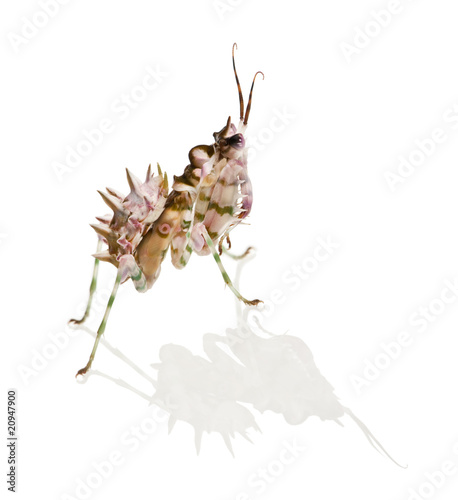 Foto Spiny flower mantis, Flower Mantis, Pseudocreobotra Wahlbergii