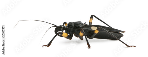 Side view of Platymeris biguttatus, standing photo