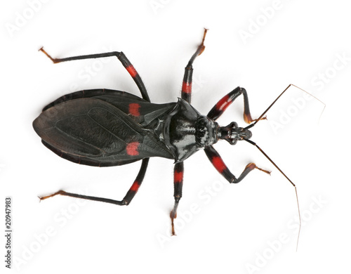 High angle view of Platymeris rhadamantus bug photo
