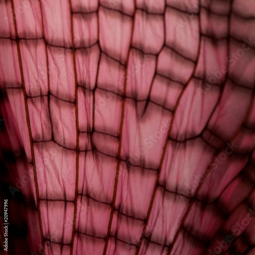 Close-up of Malaysian jungle nymph wing, Heteropteryx dilatata