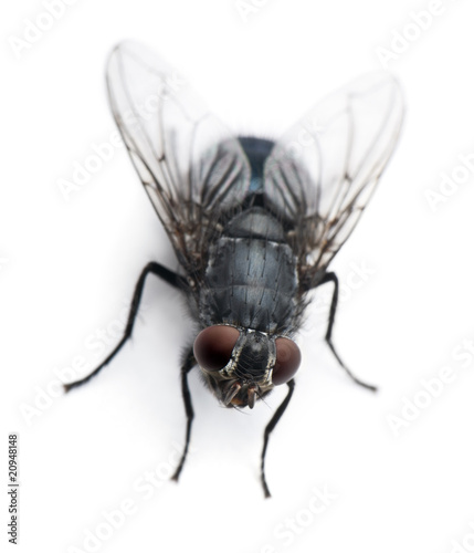 High angle view of Housefly, Musca domestica, standing © Eric Isselée