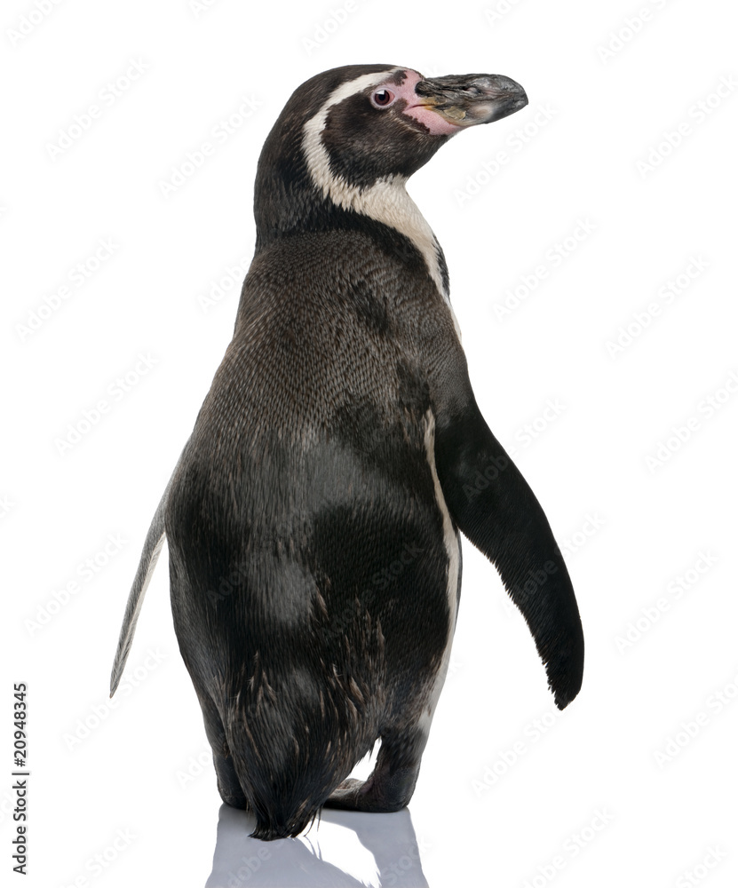 Fototapeta premium Rear view of Humboldt Penguin, standing and looking away