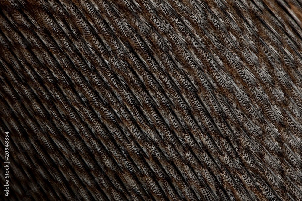 Fototapeta premium Close-up of Humboldt Penguin feathers