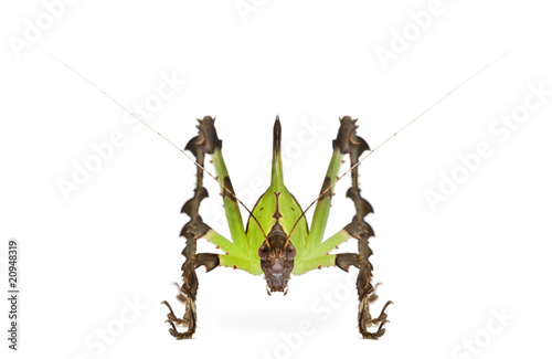 Front view of Grasshopper, Malaysian Leaf Katydid, standing